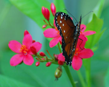 Close-up of butterfly pollinating on pink flower