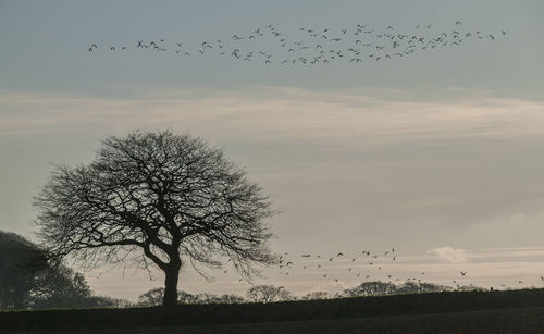 Birds flying over bare trees