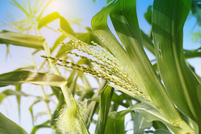 Close-up of fresh green plant against sky