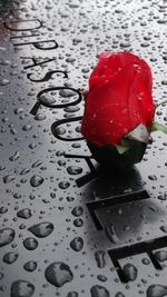 Close-up of water drops on flower