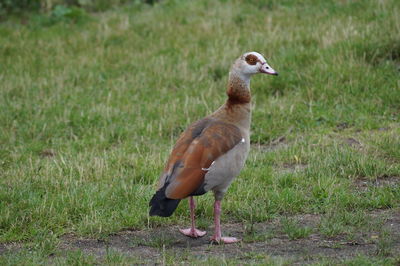 Bird on field