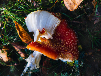 Close-up of mushroom growing on field