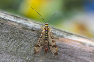 Close-up of insect