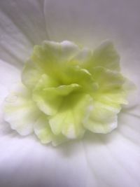 Macro shot of flower head