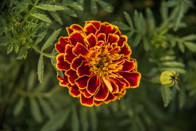 Close-up of marigold flower