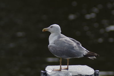 Close-up of seagull