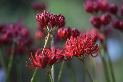 Close-up of red flowering plant