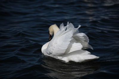 Swan swimming in a lake