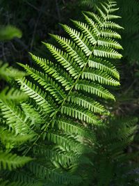 High angle view of palm tree leaves