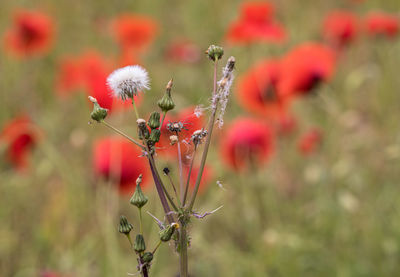 Close-up of red flowering plant