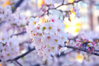 Close-up of white flowers on branch