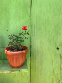 Potted plant on table