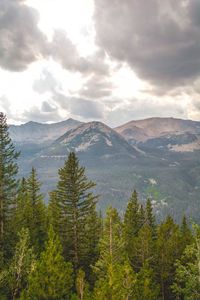 Scenic view of pine trees and mountains against sky