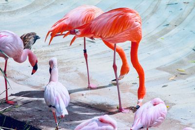 View of birds in lake