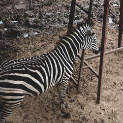 Zebra crossing in a field