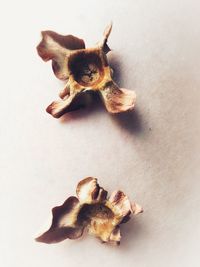 High angle view of a dog