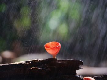 Close-up of wet red glass against blurred background