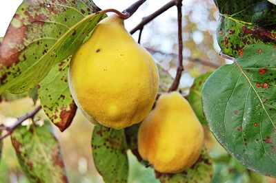Close-up of fruits on tree