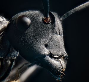 Close-up of insect against black background