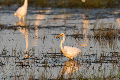 View of bird in lake