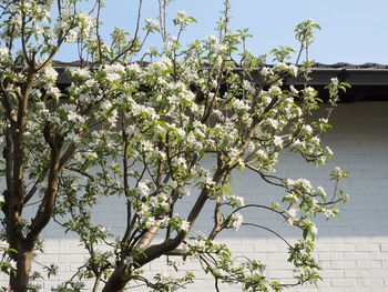 Low angle view of flowering plant against trees