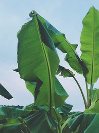 Low angle view of green leaves against sky