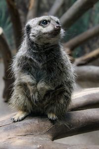 Close-up of meerkat sitting on wood