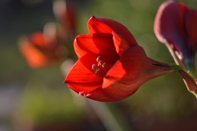 Close-up of red flower blooming outdoors