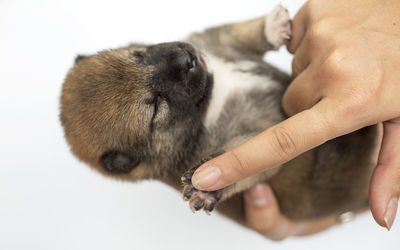 Close-up of a newborn shiba inu puppy. japanese shiba inu dog. beautiful shiba inu puppy color brown