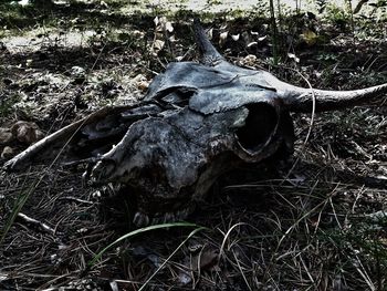 Close-up of animal skull on field