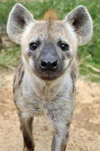 The spotted hyena also known as laughing hyena, is a carnivorous mammal.