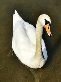 Close-up of swan in lake