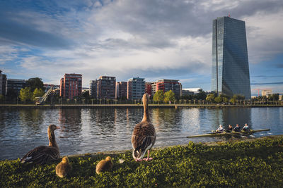 Birds in lake against buildings in city