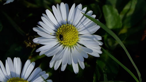 Close-up of white daisy