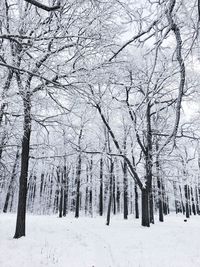 Bare trees on snow covered land