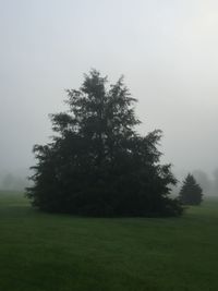 Trees on field against sky