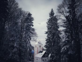 Trees against sky during winter