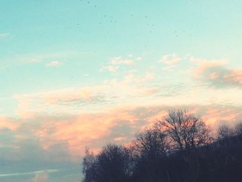 Low angle view of trees against sky