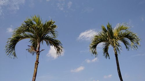 Low angle view of palm trees against sky