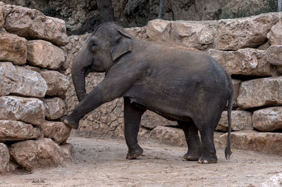 Elephant drinking water