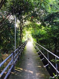 Walkway amidst trees