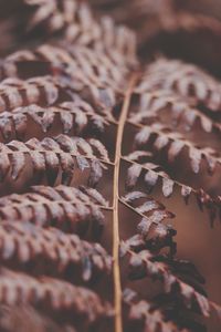 Full frame shot of dry leaves