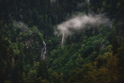 Aerial view of forest