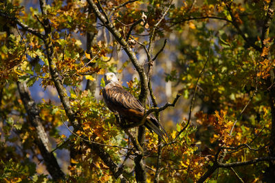 Low angle view of bird perching on tree