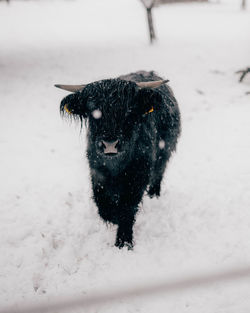 Dog on snow covered land