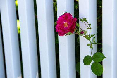 Close-up of pink flowering plant by fence