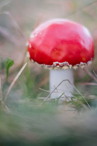 Close-up of fly agaric mushroom