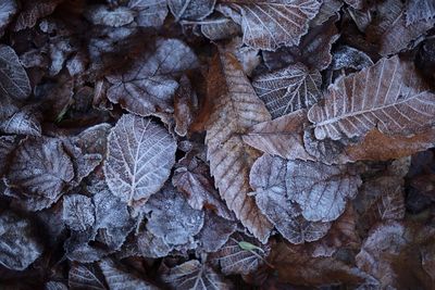 Full frame shot of autumn leaves