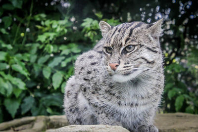 Portrait of tabby cat on field