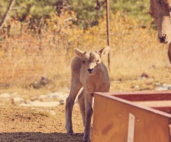 Lion sitting on land